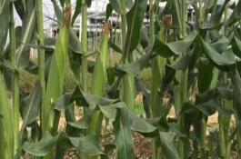 中禾107玉米栽培技术要点，6月10日之前播种为高产期