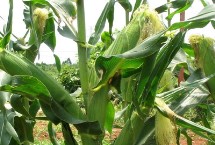 京科978玉米栽培技术要点，在中等肥力以上地块栽培