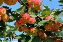 虫害　　，需对症下药