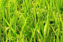 秀优1125水稻栽培技术要点，秧田亩播种量15公斤