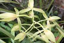 </strong><strong>兰花繁殖方法，各自的习性有所差异