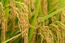 淳丰优国泰水稻栽培技术要点，播种前强氯精浸种