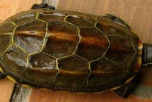 哪个地区的草龟好，产地不同特征不同