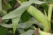 甘垦95玉米栽培技术要点，种植密度每亩4500株