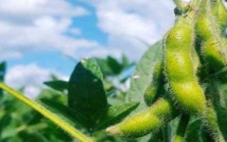 涡豆8号大豆栽培技术要点，全生育期100天左右