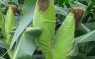 泓丰2219玉米栽培技术要点，中抗灰斑病