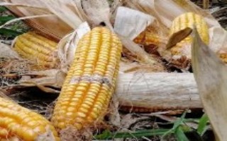 隆平675玉米栽培技术要点，密度4000－4500株/亩