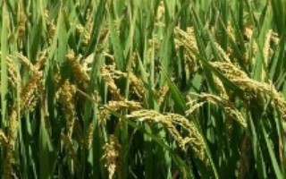 晶两优3206水稻栽培技术要点，高寒山区中稻4月30日前播种