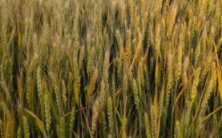 中科麦47小麦栽培技术要点，全生育期181天左右