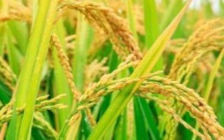 金穗源10水稻栽培技术要点，普通粳稻品种