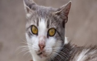 猫咪瞳孔变化代表的心情，会因为不同的心情而改变