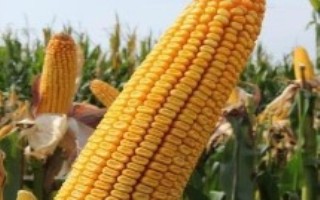 成玉938玉米栽培技术要点，平均生育期102.0天