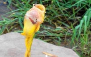 冬季好钓黄辣丁吗，气温太低不适合作钓