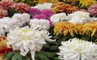 菊花的特点，通常为9-11月份