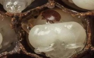怎么用螨威双甲脒溶液治蜂螨，兑水后直接喷施蜂脾即可