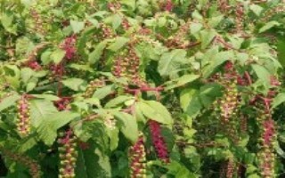 商陆的生长环境介绍，可种子繁殖也可根部定植