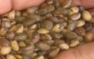白皮松苗期管理，播前沙藏60天或用温水浸种催芽