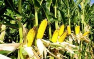 通育189玉米栽培技术要点，4月末～5月初播种