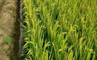 庆林998水稻栽培技术要点，生育期138天