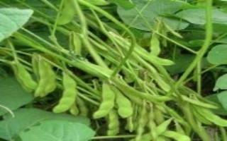 SS2043大豆栽培技术要点，选择中等肥力地块种植