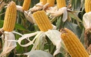 天成香甜糯255玉米栽培技术要点，该品种株型平展