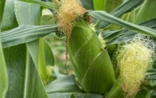 苏玉糯602玉米栽培技术要点，中抗小斑病