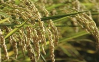 润农17水稻栽培技术要点，粳型常规水稻品种