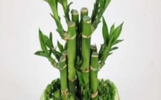 富贵竹主干发黄能活吗，具有较强的生命力可以存活