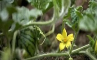 西瓜开花后怎么授粉，开花期土壤过于干旱的话能浇水