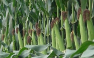 爱农007玉米栽培技术要点，高抗矮花叶病