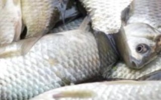 鲫鱼有哪些品种，身体较小但具有较多鱼刺