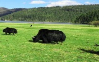 云南省香格里拉市的特产，传统美食包括琵琶肉