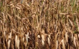 一亩玉米秸秆有多少斤，是根据玉米的品种来决定的