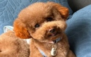 泰迪如何补钙，会导致步履蹒跚、四肢不定时抽搐等