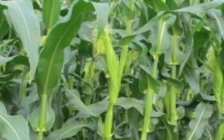 凯玉8玉米栽培技术要点，在适应区5月1日左右播种