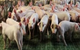 猪圆环病毒什么症状，可选择氟苯尼考、丁胺卡那霉素等药物