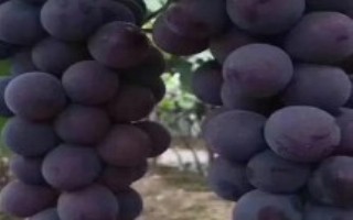 常见的酿酒葡萄品种，分为水果葡萄和酿酒葡萄品种