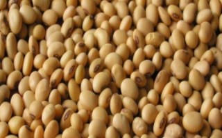 周豆17号大豆栽培技术要点，每亩密度1.5万株