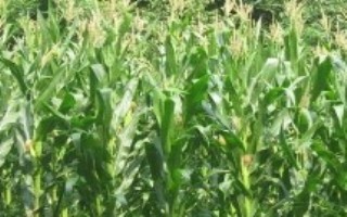 纪元888玉米栽培技术要点，适宜播种期6月中下旬