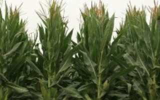 高玉66玉米栽培技术要点，适宜在6月中旬播种