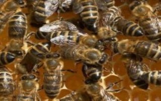 怎么防止蜂王逃跑，找到蜂巢后可进行烟熏