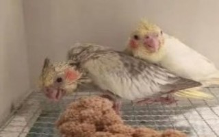 玄凤鹦鹉吃虫子吗，可以把小米作为主粮