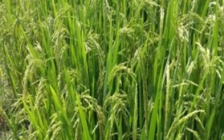 欣香优1068水稻栽培技术要点，6月中下旬播种
