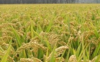 留香优908水稻栽培技术要点，全生育期134.5天