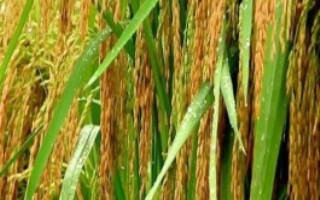 红两优333水稻栽培技术要点，4月底至5月中下旬播种