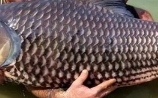 鲤鱼的常见种类，属于鲤科、印度鲤属淡水鱼类