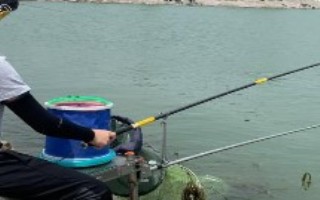 野钓鲫鱼商品饵料配方，果香鲫可用来垂钓多种鱼种