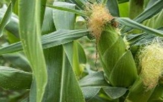 顶立1号玉米栽培技术要点，注意防治病虫害