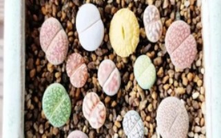 生石花换盆后如何浇水，可在生长季节换盆