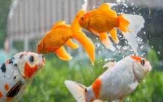 锦鲤的选购方式，适温范围为2℃-30℃